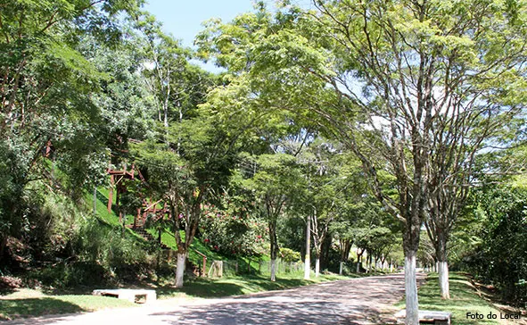 Alameda com árvores e calçada gramada